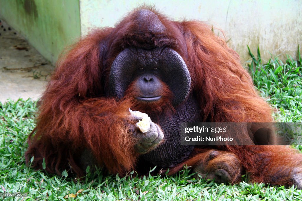 Bornean Orangutan Collected At Medan Zoo