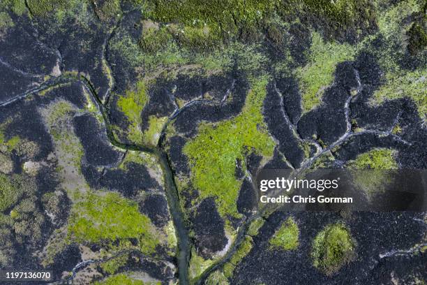 Algae in the seabed at Bosham Hoe near Chichester in West sussex on February 6, 2019 in Bosham Hoe, United Kingdom.