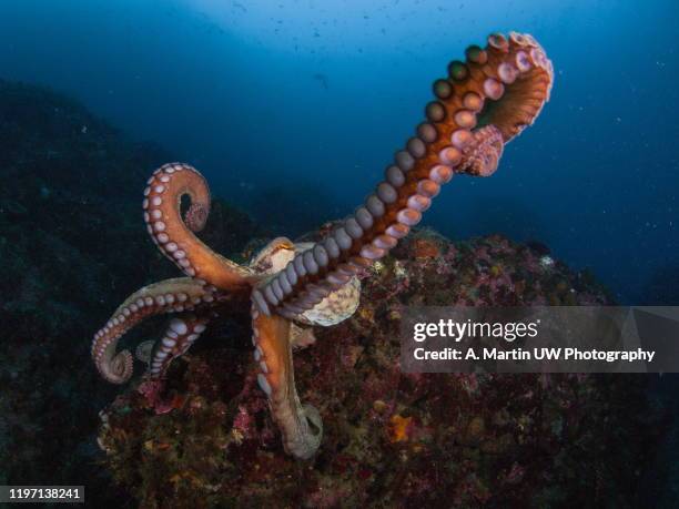 underwater picture of a common octopus - octopus foto e immagini stock