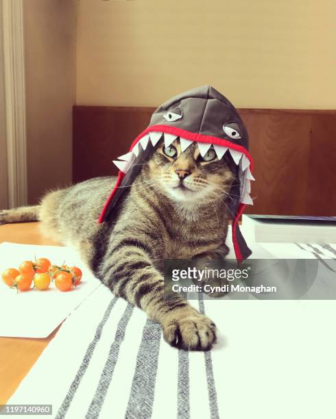 funny portrait of a tabby cat dressed as a shark - animal themes stock pictures, royalty-free photos & images