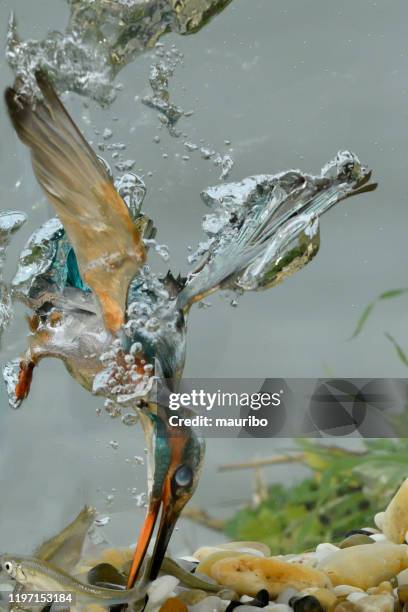 ijsvogel visserij (alcedo atthis) - duiker freshwater bird stockfoto's en -beelden