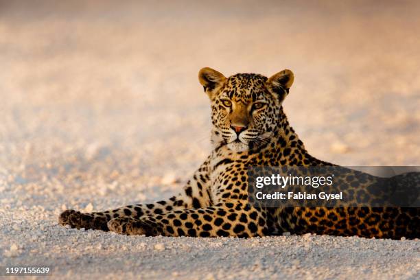 beautiful female leopard with big eyes - leopard cub stock pictures, royalty-free photos & images