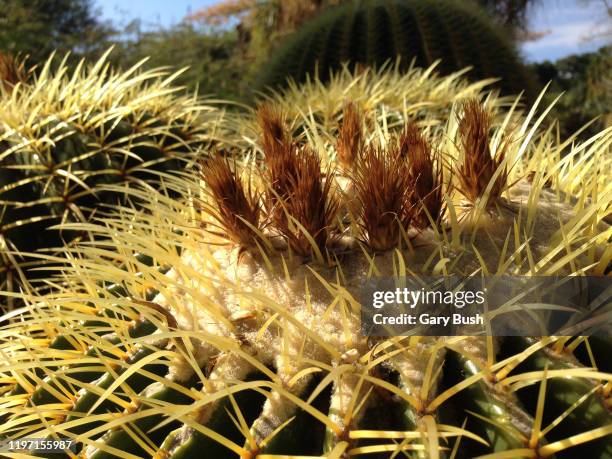 golden barrel cactus- echinocactus grusonii cactus - grusonii stock pictures, royalty-free photos & images