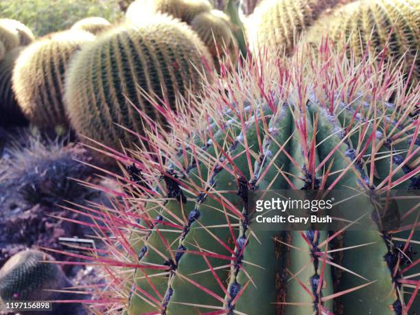 golden barrel cactus -  echinocactus grusonii cactus - grusonii stock pictures, royalty-free photos & images