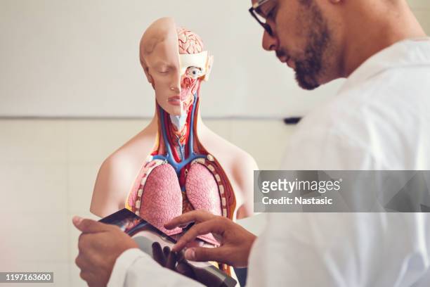 medical students with an anatomy model holding digital tablet - organe de reproduction masculin imagens e fotografias de stock