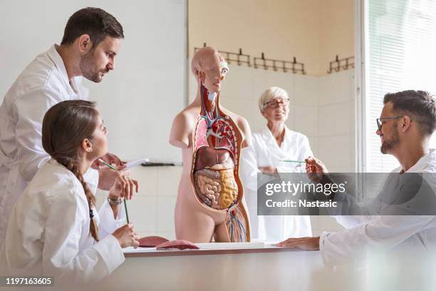 estudiantes de medicina aprendiendo anatomía en la universidad - organe de reproduction masculin fotografías e imágenes de stock