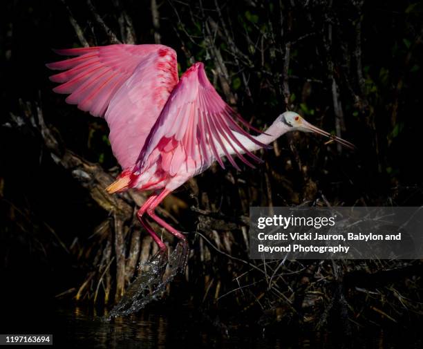 roseate spoonbill busy building nest at fort myers beach, florida - rookery building stock pictures, royalty-free photos & images