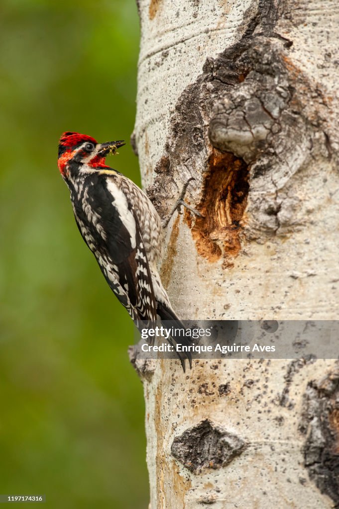 Red-naped Sapsucker (Sphyrapicus nuchalis)