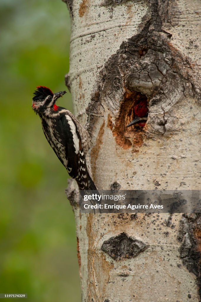 Red-naped Sapsucker (Sphyrapicus nuchalis)