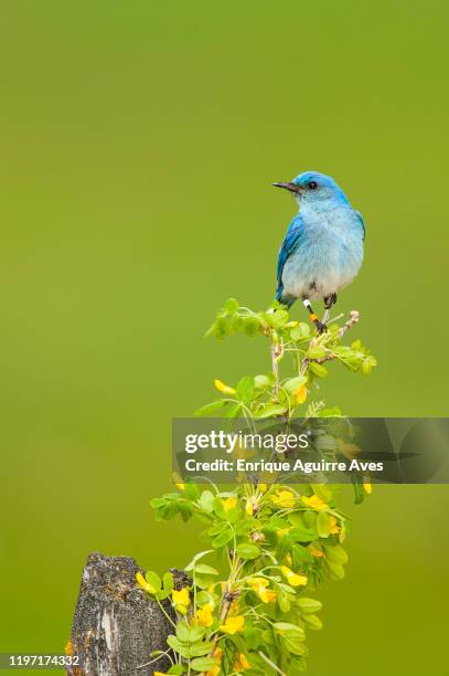 mountain bluebird female - berghüttensänger stock-fotos und bilder