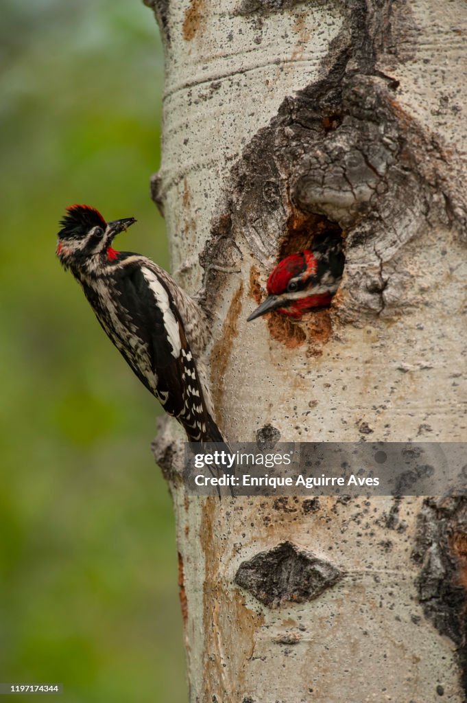 Red-naped Sapsucker (Sphyrapicus nuchalis)