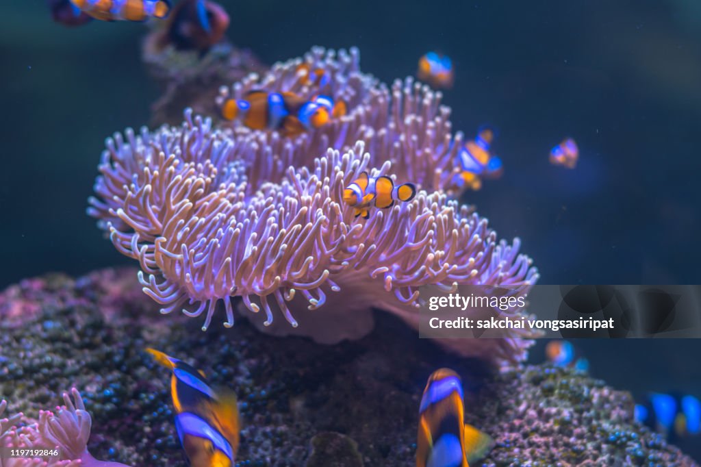 Close-Up of Colourful Tropical Fishs in Andaman Sea at Koh Lipe, Thailand, Asia