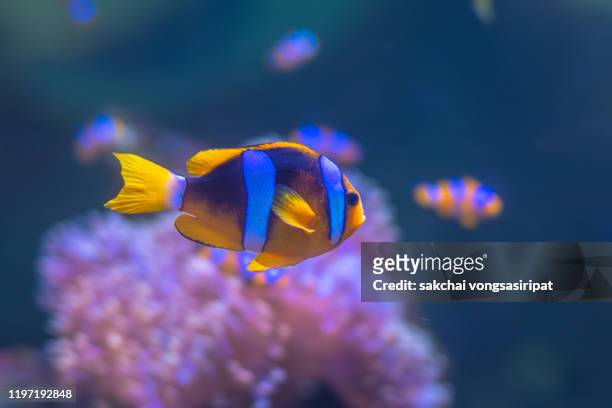 close-up of colourful tropical fishs in andaman sea at koh lipe, thailand, asia - aquatic organism fotografías e imágenes de stock
