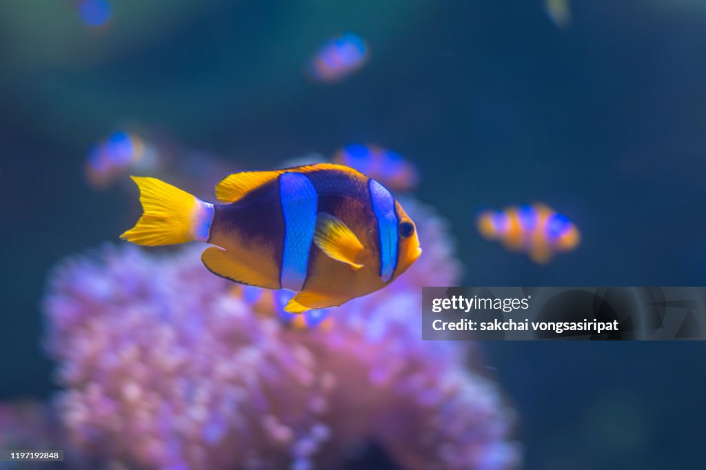 Close-Up of Colourful Tropical Fishs in Andaman Sea at Koh Lipe, Thailand, Asia
