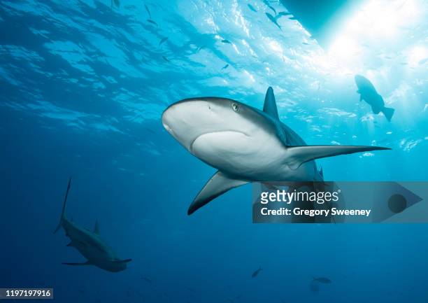 caribbean reef shark glides above - reef shark stock pictures, royalty-free photos & images