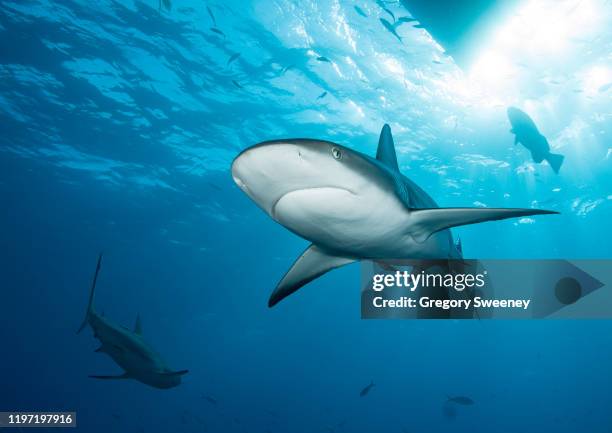 caribbean reef shark glides above - caribbean reef shark imagens e fotografias de stock