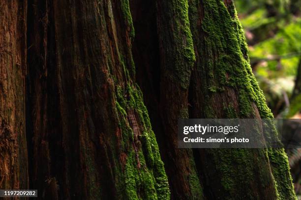 tree trunk with many attachment - moss stock pictures, royalty-free photos & images