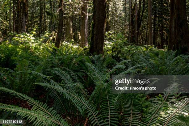tree trunk with many attachment - vancouver island stock pictures, royalty-free photos & images