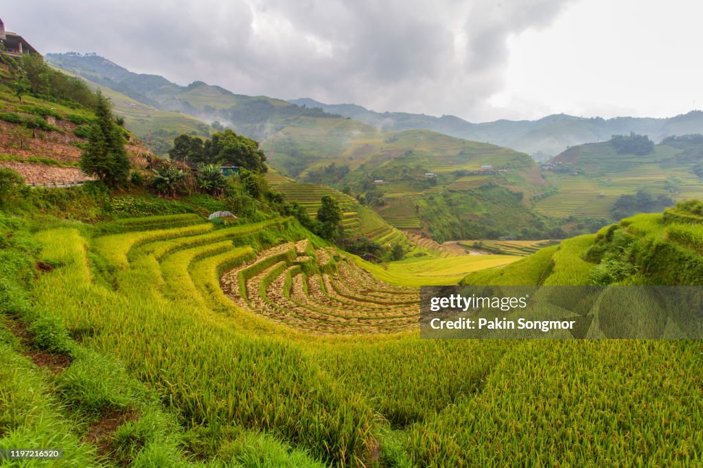 Green terraced rice fields in rainny season at Mu Cang Chai