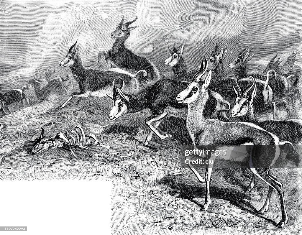 Springboks