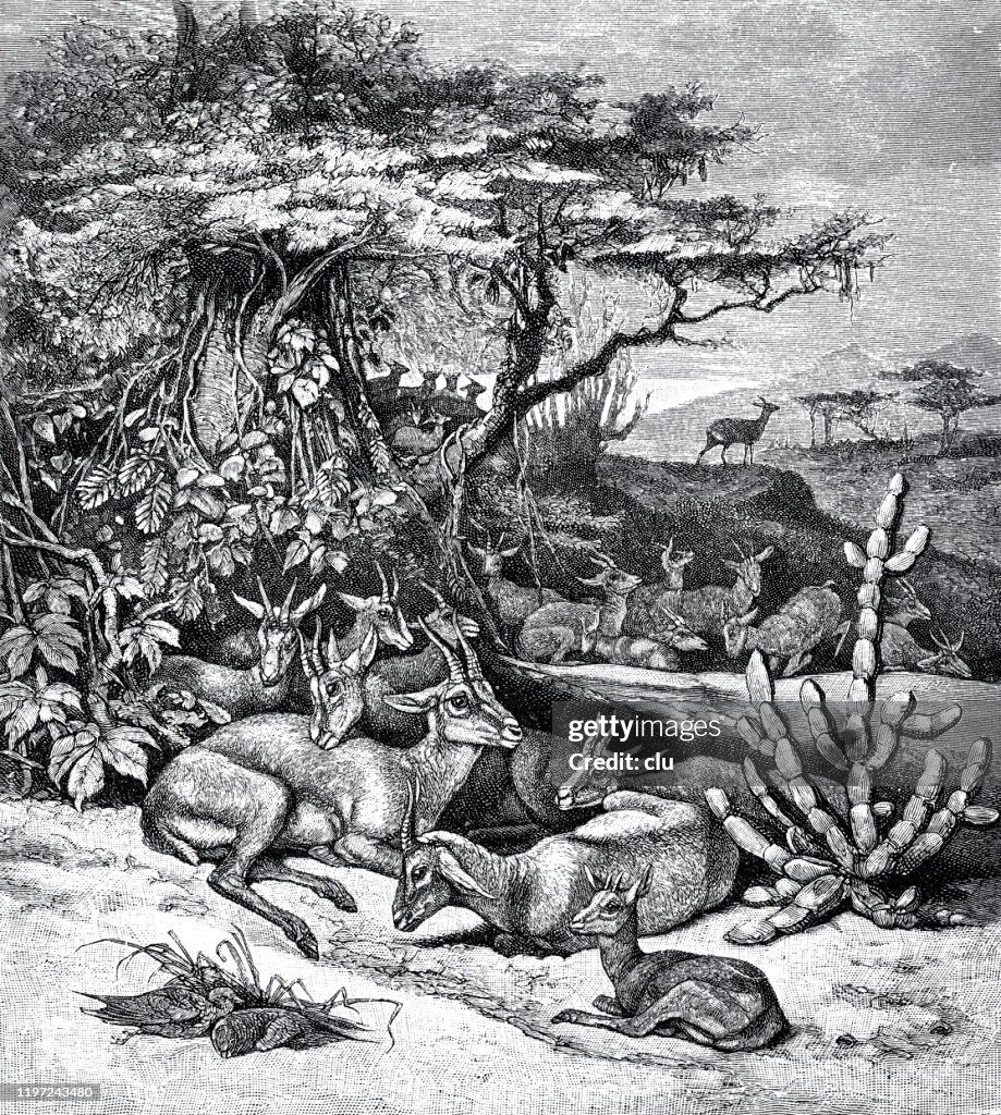 ミモザの陰に横たわるガゼル