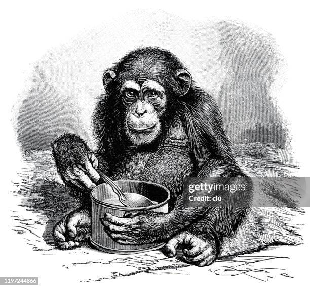 chimpanzee with spoon and mug - chimpanzee stock illustrations