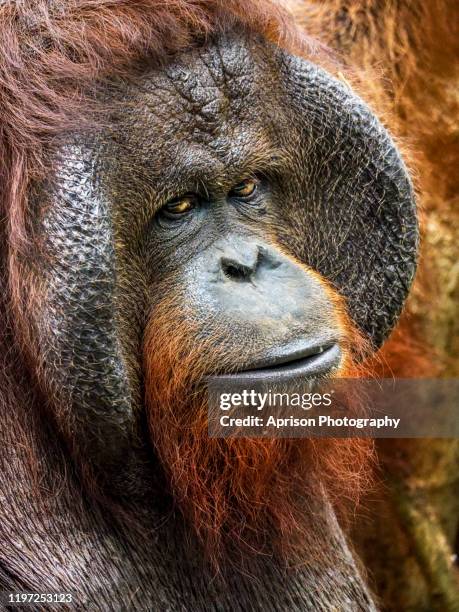 the portrait of orang utan kalimantan looking at camera - bornean orangutan stock pictures, royalty-free photos & images