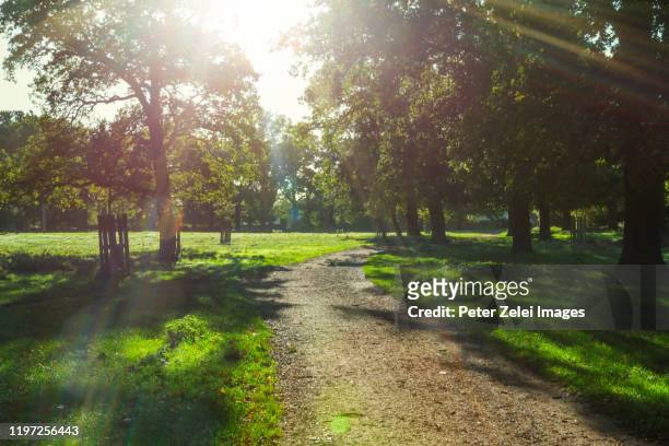 richmond park in london in the morning - richmond park london stock pictures, royalty-free photos & images