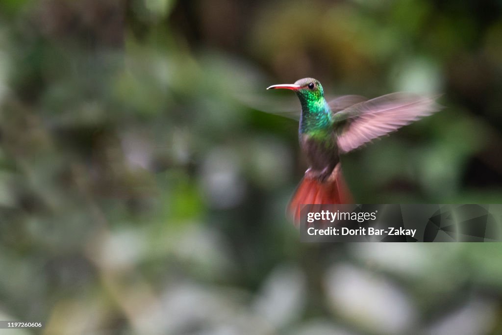 Bronze-tailed Plumeleteer or red-footed plumeleteer (Chalybura urochrysia)