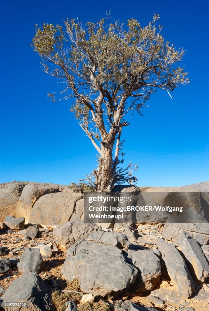 Khejri tree (Prosopis cineraria) between rocks, high plateau, Hadschar mountains, province Ad Dakhiliyah, Oman