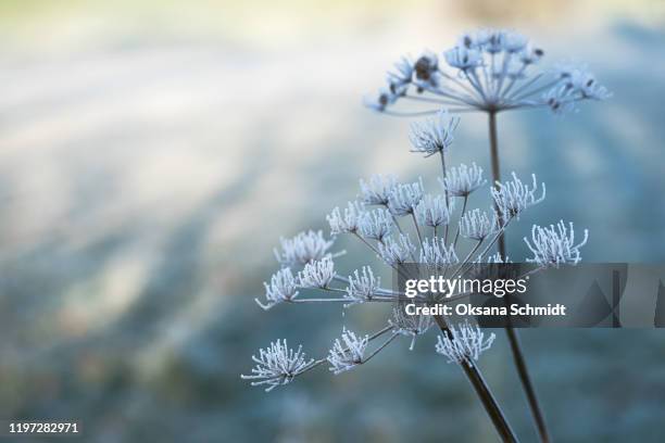 beautiful crystal hoarfrost on dried masterwort plant. - frost crystals stock pictures, royalty-free photos & images