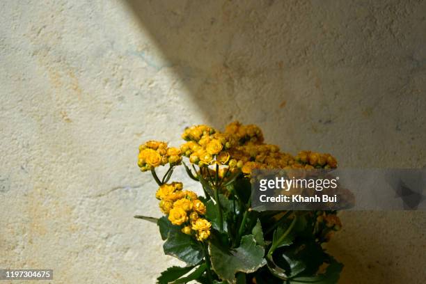 art and abstract of the beauty yellow flower pot in wall corner with magic light at sunrise - kalanchoe stock pictures, royalty-free photos & images