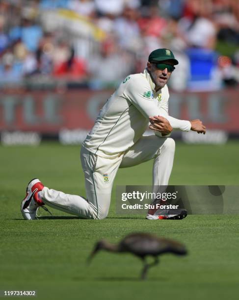 Hadada bird pecks away on the outfield as Faf du Plessis looks on during Day One of the Second Test between England and South Africa on January 03,...