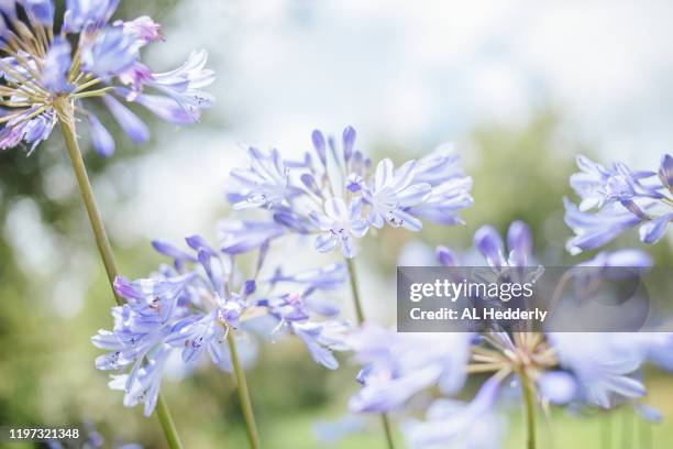 agapanthus flowers - agapanthus stock pictures, royalty-free photos & images