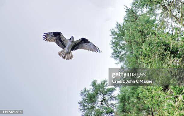 western osprey - birds of prey stock pictures, royalty-free photos & images