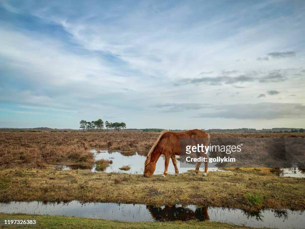 beautiful wild pony grazing at the new forest national park, hampshire, england - ponies stock pictures, royalty-free photos & images