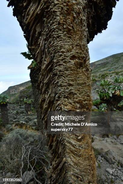 the woollen bark of the giant groundsel - giant groundsel stock pictures, royalty-free photos & images