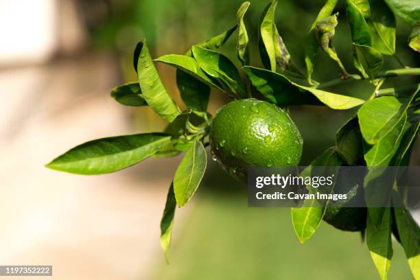 tangerine trees with unripe fruits and green leaves - seville orange stock pictures, royalty-free photos & images