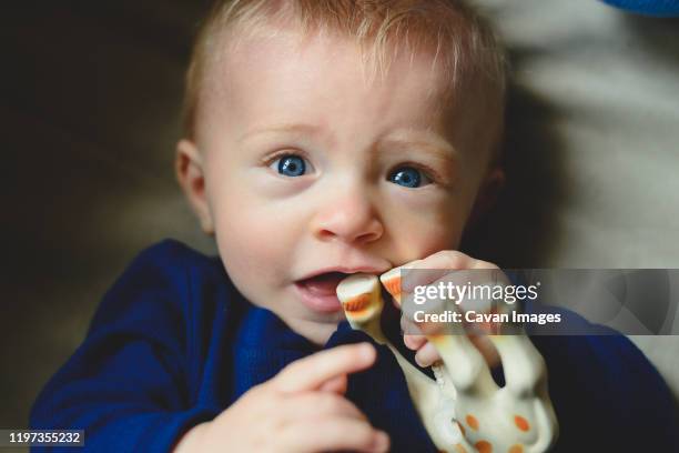 a baby boy chews on a toy. - baby eating toy foto e immagini stock