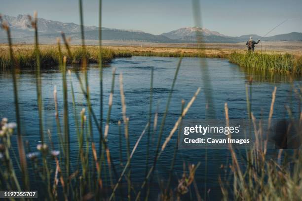 fly fisherman casting in eastern sierra ca. - fen stock pictures, royalty-free photos & images