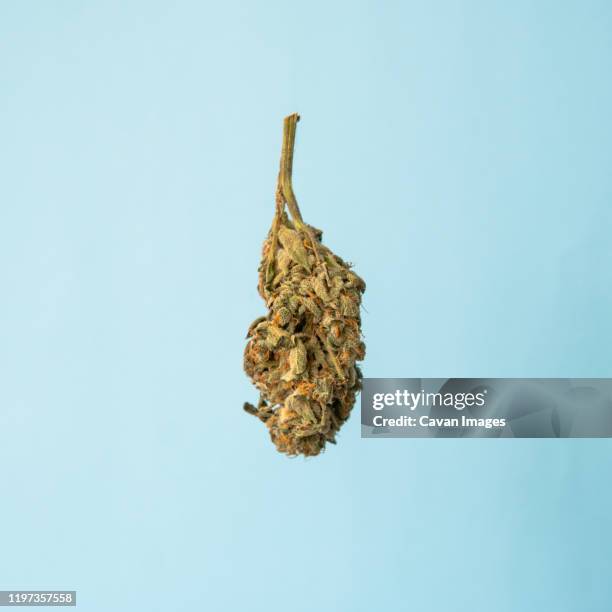 big isolated cannaibs  flowering bud after harvest on a blue bac - weed stock pictures, royalty-free photos & images