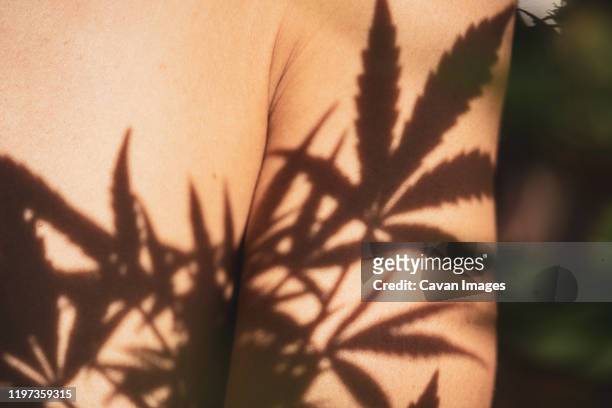 marijuana leaves cast shadow on bare golden skin in home grown crop - marijuana tattoo stock pictures, royalty-free photos & images