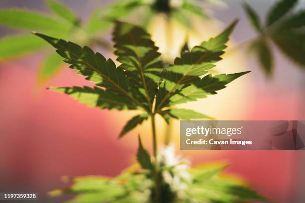 marijuana leaf grows in front of sunrise flag in dappled sun - marijuana leaf outline stock pictures, royalty-free photos & images