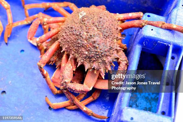 spider crab for sale - spider crab stock pictures, royalty-free photos & images