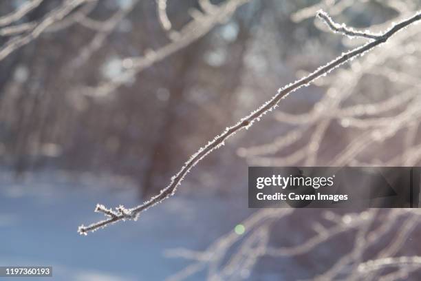 frost covered branch on winter morning - rockford stock pictures, royalty-free photos & images