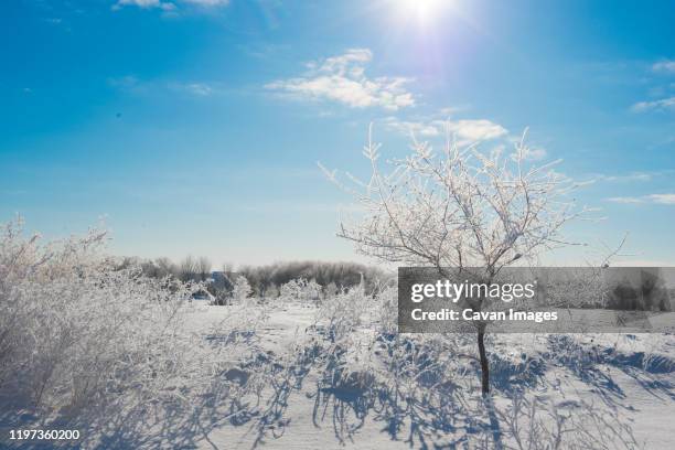 beautiful snow covered bush on winter morning - illinois v minnesota stock pictures, royalty-free photos & images