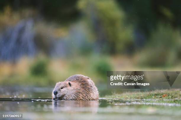 at ground level, a beaver nibbles on a branch in shallow water. - muskrat stock-fotos und bilder