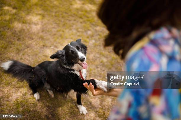 cane che dà zampa per il suo proprietario - animal tricks foto e immagini stock