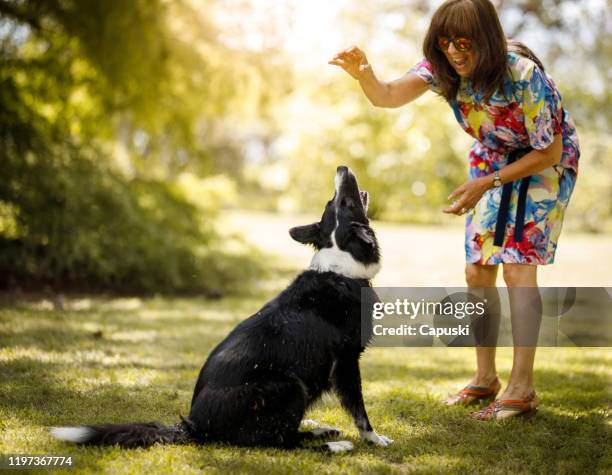 senior woman playing with her dog - border collie woman stock pictures, royalty-free photos & images