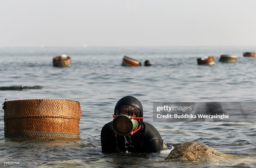 Sea Urchin Fishing Season Starts In Fukui